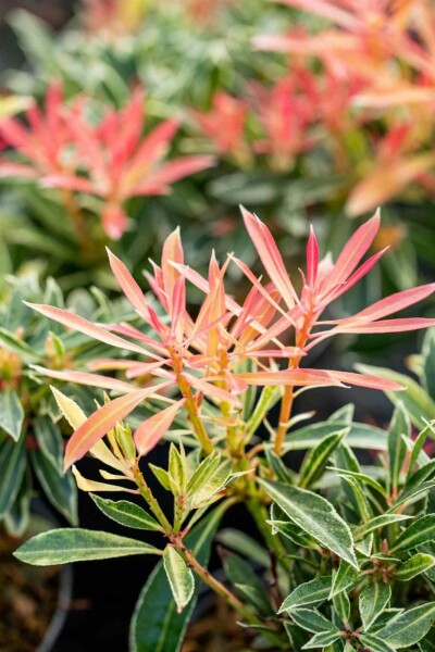 Japanische lavendelheide Pieris japonica 'Flaming Silver' strauch Pieris japonica 'Flaming Silver' Strauch
