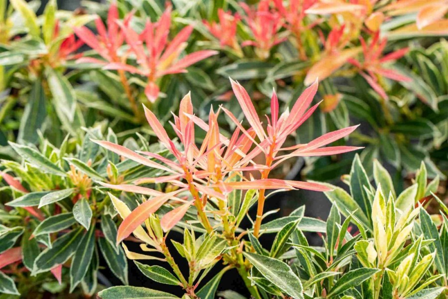 Japanische lavendelheide Pieris japonica 'Flaming Silver' strauch Pieris japonica 'Flaming Silver' Strauch