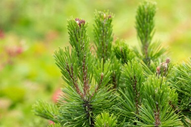 Latschenkiefer Pinus mugo 'Mops' strauch Pinus mugo 'Mops' Strauch