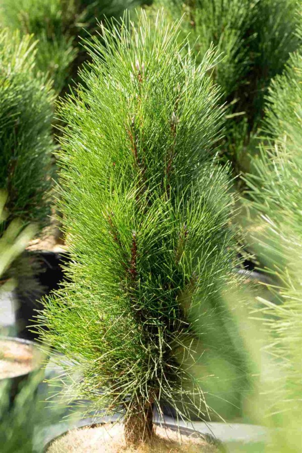 Schwarzkiefer Pinus nigra 'Green Tower' strauch Pinus nigra 'Green Tower' Strauch