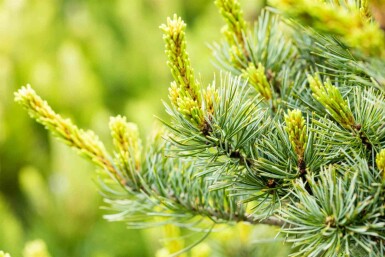 Weiße kiefer Pinus parviflora 'Negishi' strauch Pinus parviflora 'Negishi' Strauch