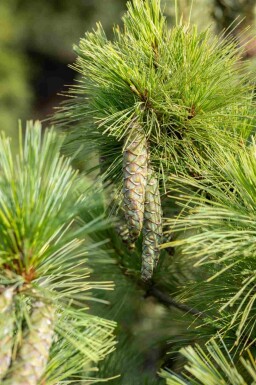 Mazedonische kiefer Pinus peuce strauch Pinus peuce Strauch