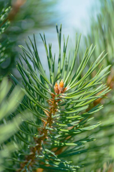 Waldkiefer Pinus sylvestris strauch Pinus sylvestris Strauch