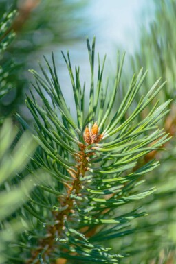 Waldkiefer Pinus sylvestris strauch Pinus sylvestris Strauch