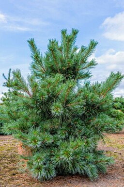 Silberkiefer Pinus sylvestris 'Watereri' strauch Pinus sylvestris 'Watereri' Strauch