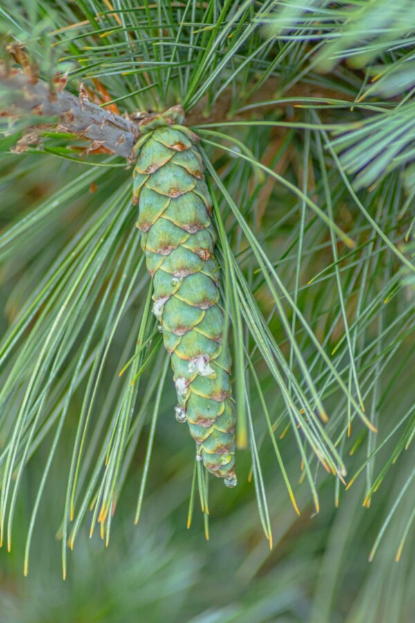 Silberkiefer Pinus sylvestris 'Watereri' strauch Pinus sylvestris 'Watereri' Strauch