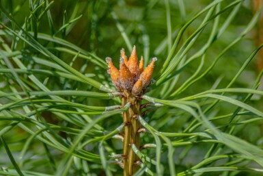 Silberkiefer Pinus sylvestris 'Watereri' strauch Pinus sylvestris 'Watereri' Strauch