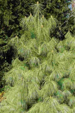 Tränenkiefer Pinus wallichiana strauch Pinus wallichiana Strauch