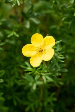 Fingerstrauch Potentilla fruticosa 'Goldfinger' strauch Potentilla fruticosa 'Goldfinger' Strauch