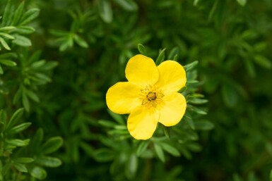 Fingerstrauch Potentilla fruticosa 'Goldfinger' strauch Potentilla fruticosa 'Goldfinger' Strauch