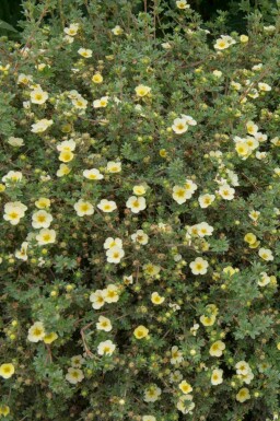 Fingerstrauch Potentilla fruticosa 'Limelight' strauch Potentilla fruticosa 'Limelight' Strauch
