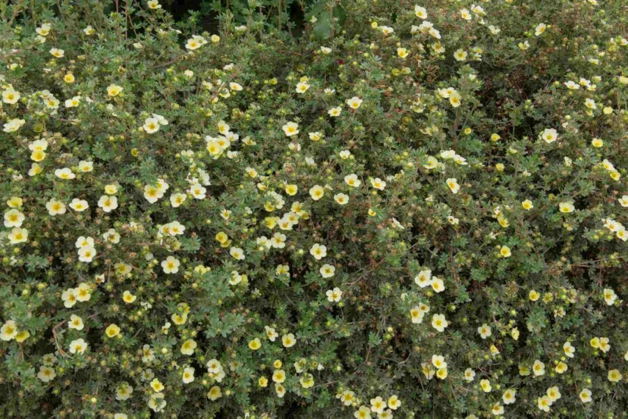 Fingerstrauch Potentilla fruticosa 'Limelight' strauch Potentilla fruticosa 'Limelight' Strauch