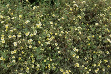 Fingerstrauch Potentilla fruticosa 'Limelight' strauch Potentilla fruticosa 'Limelight' Strauch