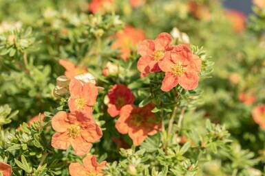 Fingerstrauch Potentilla fruticosa 'Red Ace' strauch Potentilla fruticosa 'Red Ace' Strauch
