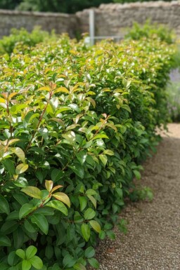 Prunus lusitanica 'Tico' Strauch