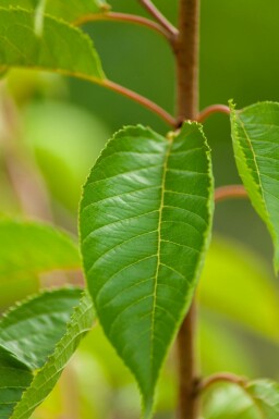 Zierkirsche Prunus yedoensis strauch Prunus yedoensis Strauch