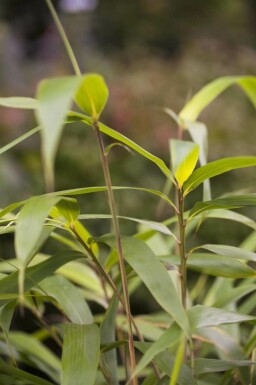 Gartenbambus Pseudosasa japonica strauch Pseudosasa japonica