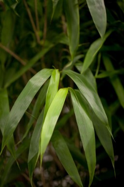 Gartenbambus Pseudosasa japonica strauch Pseudosasa japonica