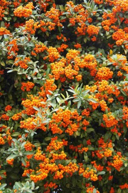 Feuerdorn Pyracantha 'Red Cushion' strauch Pyracantha 'Red Cushion' Strauch