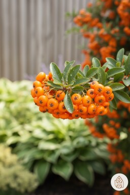 Pyracantha 'Red Cushion' Strauch