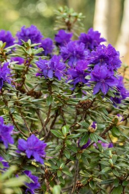 Alpenrose Rhododendron 'Azurika' strauch Rhododendron 'Azurika' Strauch