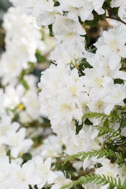 Alpenrose Rhododendron 'Dora Amateis' strauch Rhododendron 'Dora Amateis' Strauch