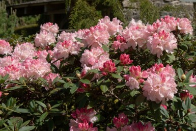 Alpenrose Rhododendron 'Dreamland' strauch Rhododendron 'Dreamland' Strauch