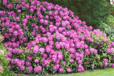 Alpenrose Rhododendron 'Germania' strauch Rhododendron 'Germania' Strauch