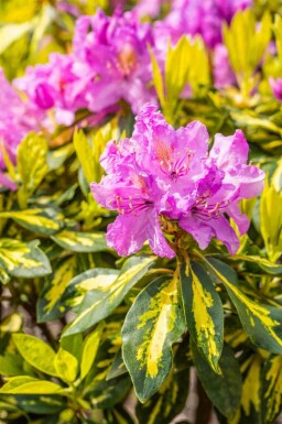 Alpenrose Rhododendron 'Goldflimmer' strauch Rhododendron 'Goldflimmer' Strauch