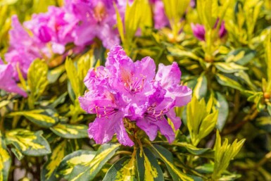 Alpenrose Rhododendron 'Goldflimmer' strauch Rhododendron 'Goldflimmer' Strauch