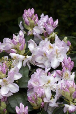 Alpenrose Rhododendron 'Gomer Waterer' strauch Rhododendron 'Gomer Waterer' Strauch