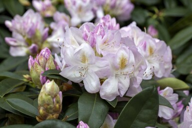 Alpenrose Rhododendron 'Gomer Waterer' strauch Rhododendron 'Gomer Waterer' Strauch