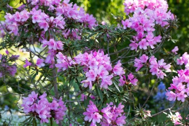 Alpenrose Rhododendron 'Graziella' strauch Rhododendron 'Graziella' Strauch