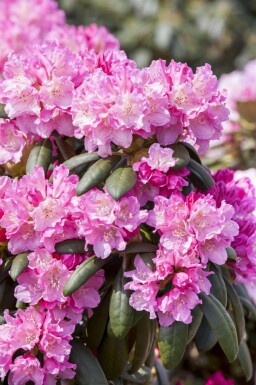Alpenrose Rhododendron 'Kalinka' strauch Rhododendron 'Kalinka' Strauch
