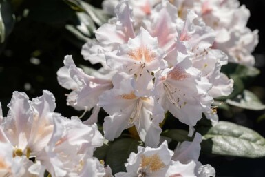 Alpenrose Rhododendron 'Madame Masson' strauch Rhododendron 'Madame Masson' Strauch