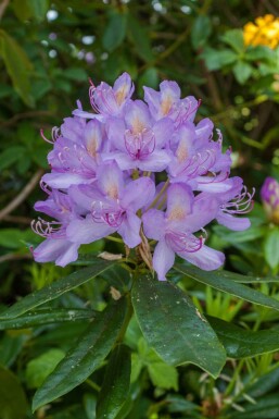 Alpenrose Rhododendron 'Moerheim' strauch Rhododendron 'Moerheim' Strauch