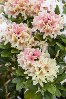 Alpenrose Rhododendron 'Percy Wiseman' strauch Rhododendron 'Percy Wiseman' Strauch