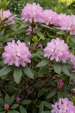 Rhododendron Rhododendron ponticum 'Roseum' strauch Rhododendron ponticum 'Roseum' Strauch