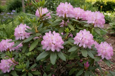 Rhododendron Rhododendron ponticum 'Roseum' strauch Rhododendron ponticum 'Roseum' Strauch