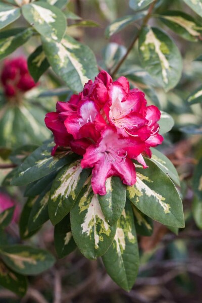 Alpenrose Rhododendron 'President Roosevelt' strauch Rhododendron 'President Roosevelt' Strauch