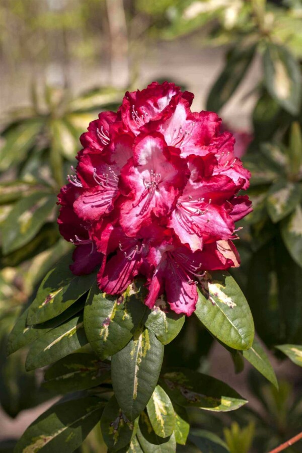 Alpenrose Rhododendron 'President Roosevelt' strauch Rhododendron 'President Roosevelt' Strauch
