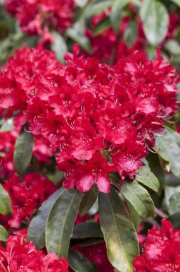 Alpenrose Rhododendron 'Red Jack' strauch Rhododendron 'Red Jack' Strauch