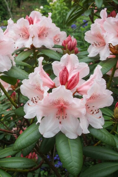 Rhododendron 'Virginia Richards' Strauch