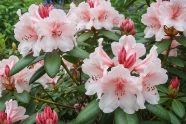 Alpenrose Rhododendron 'Virginia Richards' strauch Rhododendron 'Virginia Richards' Strauch