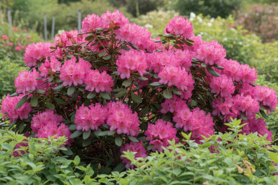 Alpenrose Rhododendron 'Wine and Roses' strauch Rhododendron 'Wine and Roses' Strauch