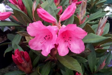 Alpenrose Rhododendron 'Winsome' strauch Rhododendron 'Winsome' Strauch