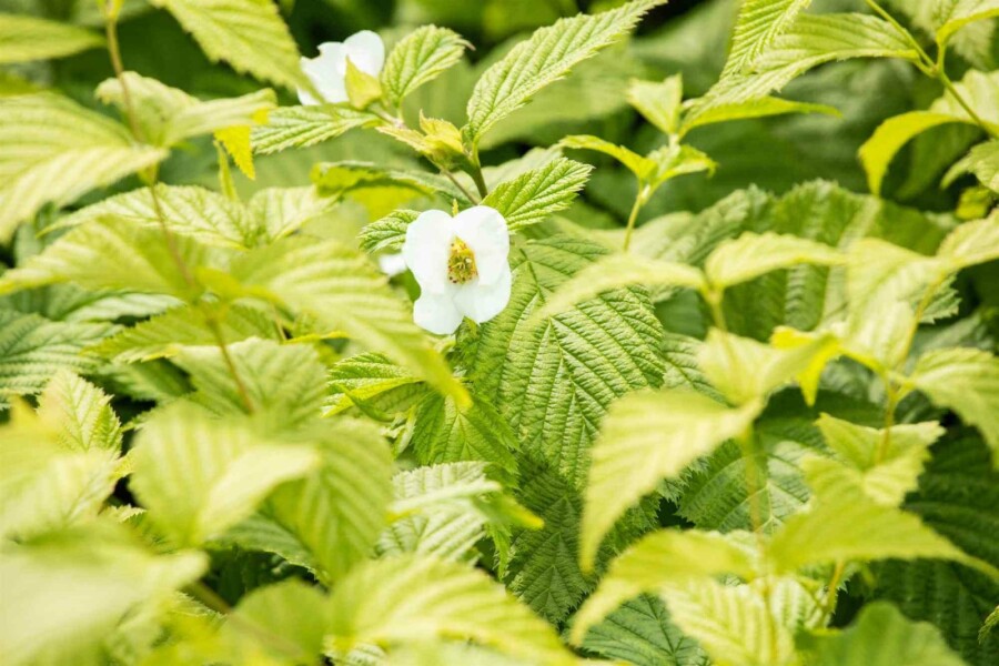 Perlmuttstrauch Rhodotypos scandens strauch Rhodotypos scandens Strauch