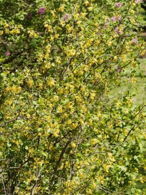 Goldjohannisbeere Ribes odoratum strauch Ribes odoratum Strauch