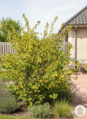 Ribes odoratum Strauch