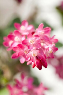 Blutjohannisbeere Ribes sanguineum strauch Ribes sanguineum Strauch